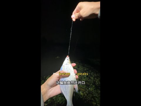 从白天到黑夜，野外钓鱼人的疯狂From day to night, the madness of wild anglers #fishing #fishtrip #fish #钓鱼 #户外野钓 #户外