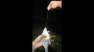 从白天到黑夜，野外钓鱼人的疯狂From day to night, the madness of wild anglers #fishing #fishtrip #fish #钓鱼 #户外野钓 #户外