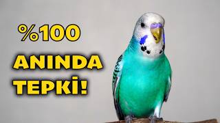 Muhabbet Kuşu Sesi – 10 Kuşun 9’u Tepki Verdi! Bu Ses Şaşırtıyor