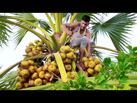 New block of taal eating from Bangladesh to India // We will show you how to cut taal