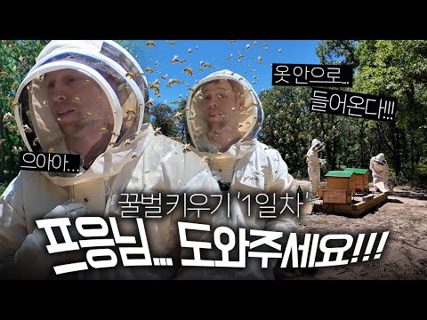 드디어 꿀벌을 집에 데리고 왔어요! 그런데… 왜 다들 나를 공격하지?