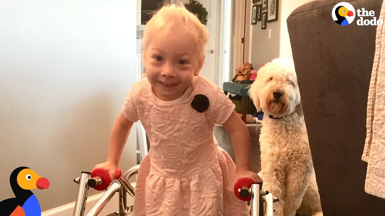 Dog Was SO Proud When Her Human Sister Finally Walked