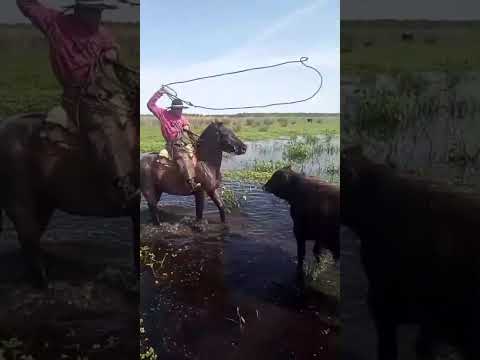 🤠 #gauchomania #gauchoargentino #campoargentino #caballos #gauchaje Fernando Díaz 📌
