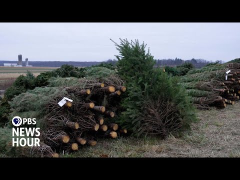 YouTube video thumbnail: The Long Road From a Christmas Tree Farm to Your Home