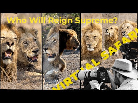 Lion Showdown Brewing: Who Will Reign Over Londolozi? Virtual Safari #242