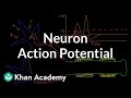 Exploring Neuron Action Potentials and Membrane Mechanisms