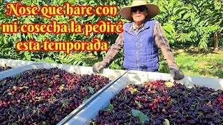 Los trabajos en Washington son abandonados por miedo hacer deportados ya balio gorro
