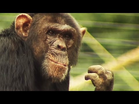 Monkey World’s Most Heartwarming Rescue Mission