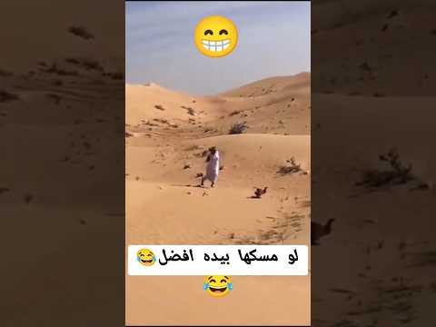 صادها بدل الصقر