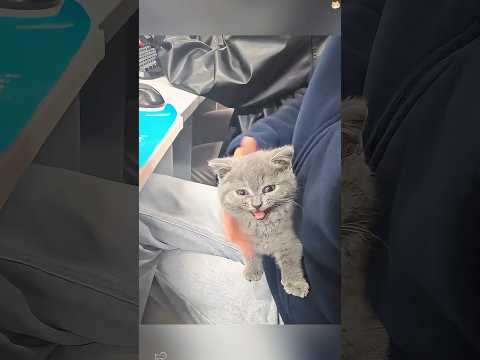 The new student in the class is a cat 🐱😂🤣#funny #haaha #cat #catfunny #catvideos