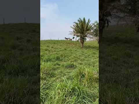 A inteligência da cachorra 🐕#vidanaroça #sitio #fazenda #agropecuaria #vidanocampo