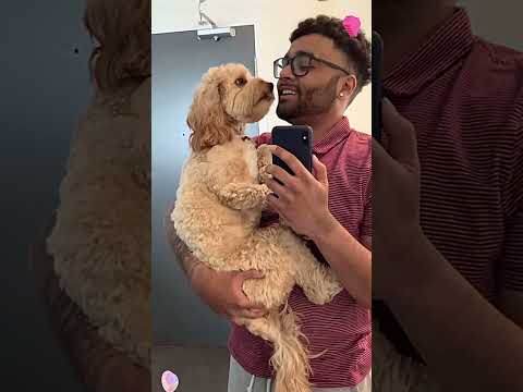 Reason why I love dogs so much #youtube #respecta ##love #dog