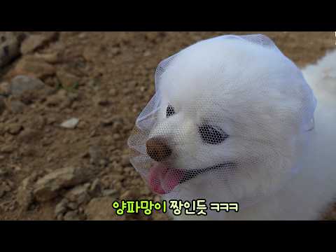 아무거나 주워 먹는 강아지 결국... 앞으로 모기장 쓰고 살어!