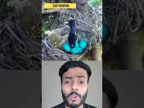 Smart bird in the world | Penduline tit