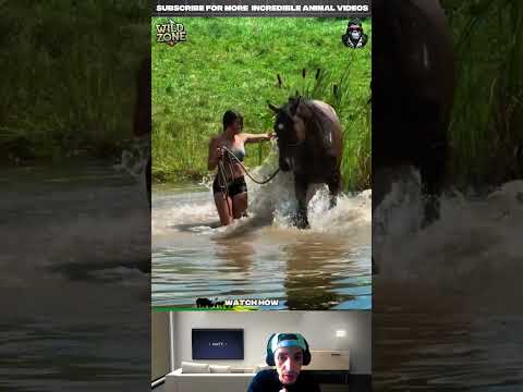 Unbelievable Animal Moments 🐾 | Funny, Rare & Amazing Wildlife Clips #wildlife #viral #animals