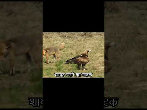The fox was so bold that he didn't flee quickly when he saw the arrival of the golden eagle
