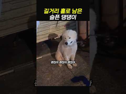홀로남은 댕댕이를 위해