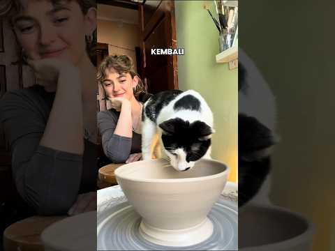 Aksi mengejutkan dari kucing ini. #kucing #cat