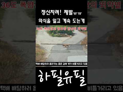 뙤약볕이 내리쬐는 길 가운데에서 계속 돌고 있는 개를 보았어요