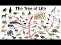 Phylogenetics and Evolutionary Relationships