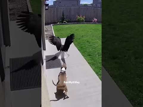 This dog saves a rabbit from eagle #animals