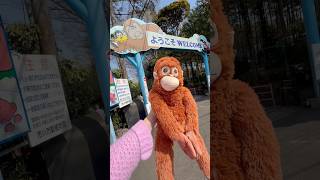 Visiting Punch the monkey AGAIN! Japan Vlog