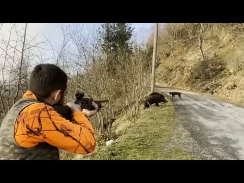 Karadeniz ormanlarında muhteşem bir av / wild boar hunting