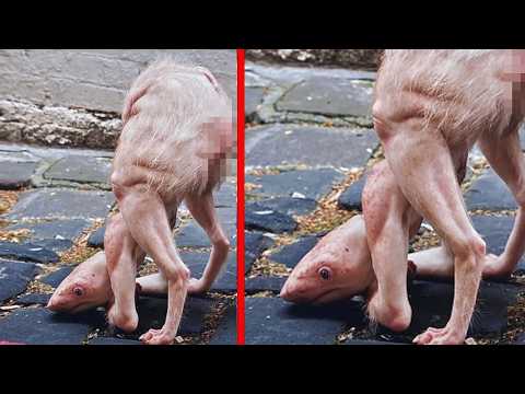 Scientists Tried to Clone Extinct Animals—Then This Happened