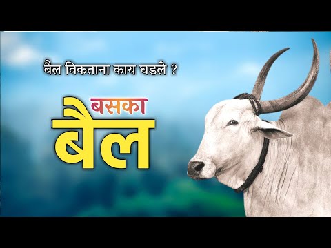 बसका बैल | बैल विकताना काय घडले ?