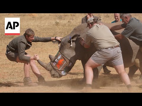 YouTube video thumbnail: South Africa is Injecting Rhino Horns With Radioactive Material to Curb Poaching