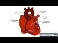 Heart Anatomy and Function Assessment