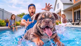 O Primeiro Banho de Piscina do Cachorro Novo