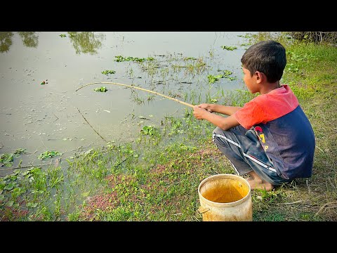 Best Fishing Video ✅Il catching koi fish by rod ~ Traditional hook fishing in the village 🥰🥰