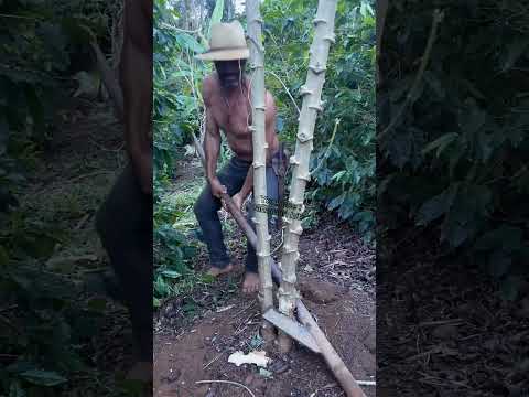 Mencabut pohon singkong yang berukuran sangat besar #shorts