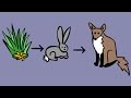 Ecosystem Survival and Animal Behavior