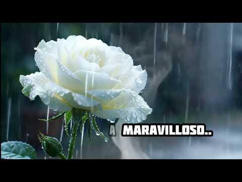 ❤️⚘️FELIZ MARTES ❤️⚘️muy buenos días 🌤