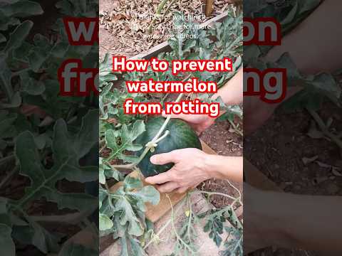 Garden tips 24 - How to prevent watermelon from rotting #watermelon #vegetablegarden #gardentips