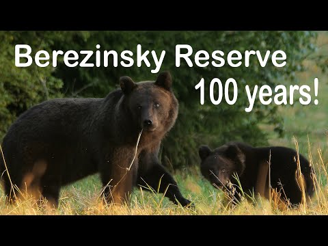 Berezinsky Reserve - 100 years | Film Studio Aves