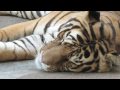 Understanding Tiger Behavior and Energy Efficiency