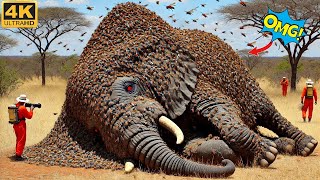 OMG! A Large Elephant Stung by Millions Of Hornets Has Been Bravely Rescued By The Team
