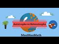 Exploring Autotrophs and Heterotrophs in Ecosystems