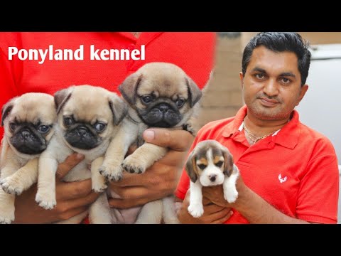 Ponyland kennel || Pug and Shih Tzu puppies available ||