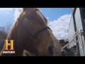 Breaking and Training a Quarter Horse