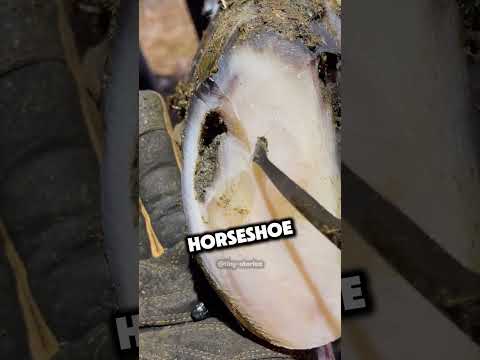 The horse with a stone in its hoof gets help 🥰❤️