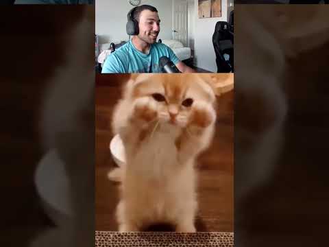 adorable cat attacks owner viral tiktok