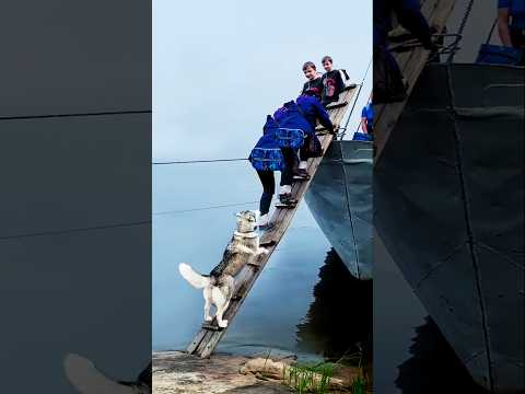 আমি পেরেছি গো #dog #funny #shorts #shortsvideo #viral #trending #tsfunnyvoice