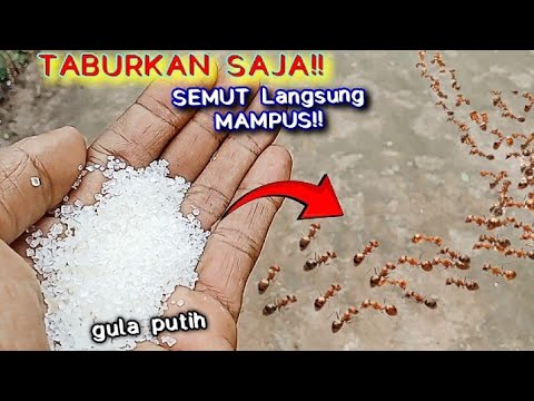 Cara paling ampuh, Taburkan saja gula putih!! Semua Semut langsung mampus
