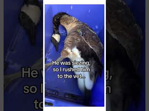 Man helps goose save mate #wholesome #animals