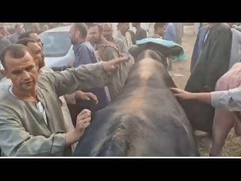 الاسوق اشتغلت وحريقه اكتر من قبل العيد دلوقت والفلاح لم الغله ونزل السوق