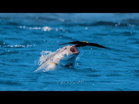 Bird vs Fish | Blue Planet II
